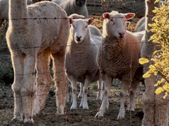 Cheviot and Suffolk mixed