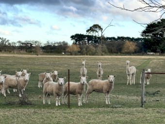 Cheviot and Suffolk mixed