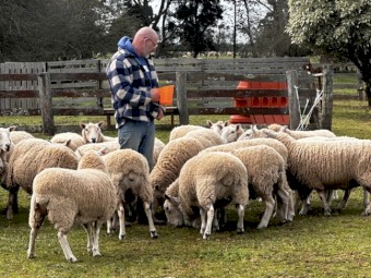 Cheviot and Suffolk mixed