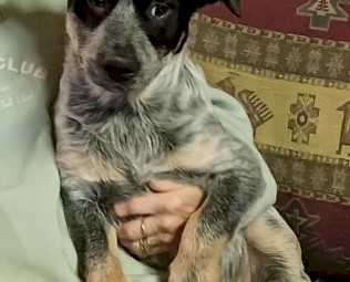 Australian Cattle Dog Pups for Sale