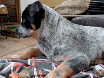 Australian Cattle Dog Pups for Sale