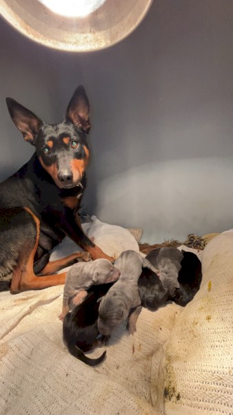 kelpie pups