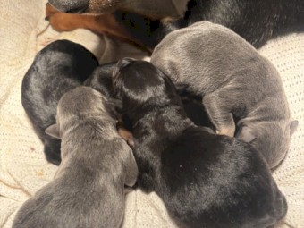 kelpie pups