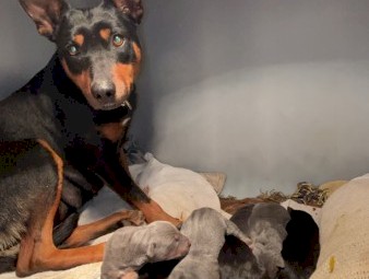 kelpie pups