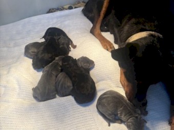 kelpie pups
