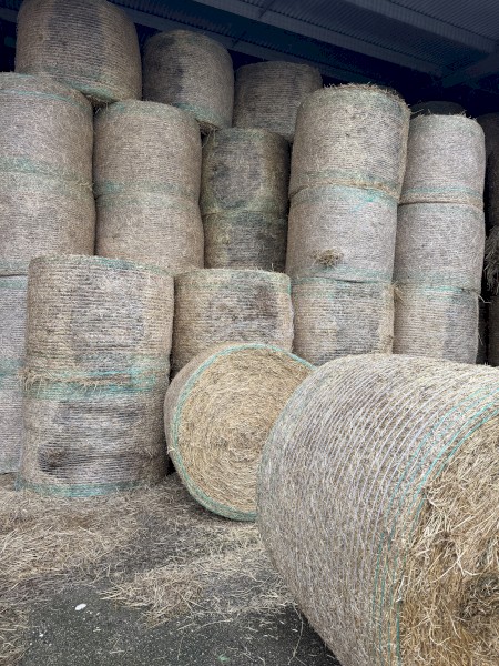 Shedded Annual grass and clover hay 