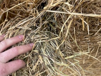 Shedded Annual grass and clover hay 