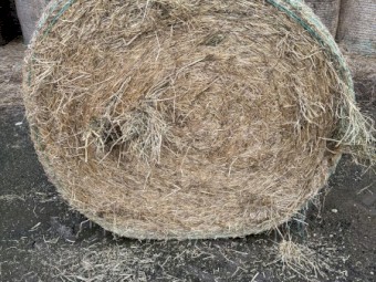 Shedded Annual grass and clover hay 