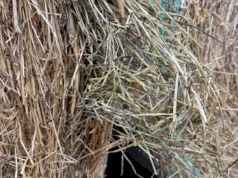 Shedded Annual grass and clover hay 