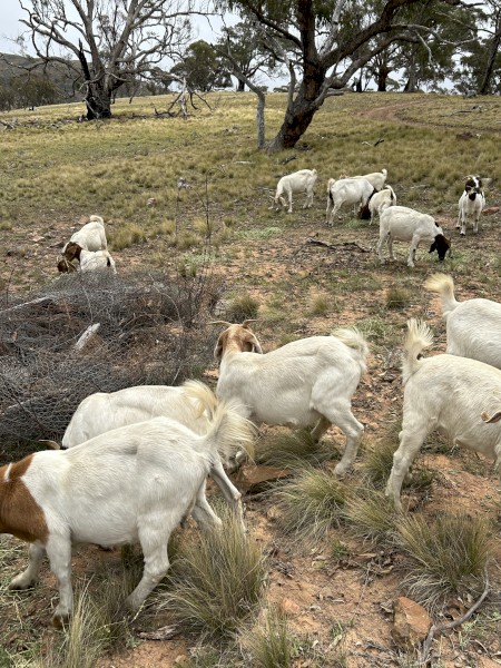 Boer goats- does, buck, wethers