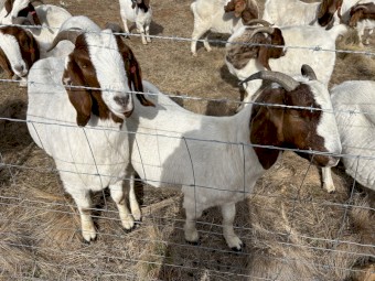 Boer goats- does, buck, wethers