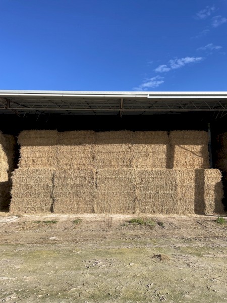 200mt Barley Hay 8x4x3 Bales