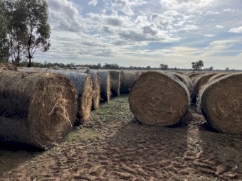 200 x Yarran Oat and Vetch Hay 433kg Round Bales