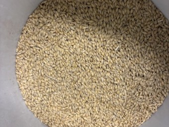 200mt BAR1 Barley