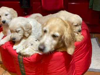 Playful Golden Retrievers For Sale