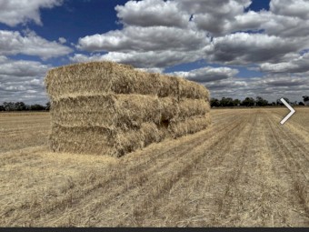 Wheaten hay