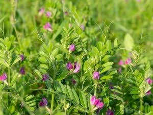 Wanted - Wooly Pod Vetch seed