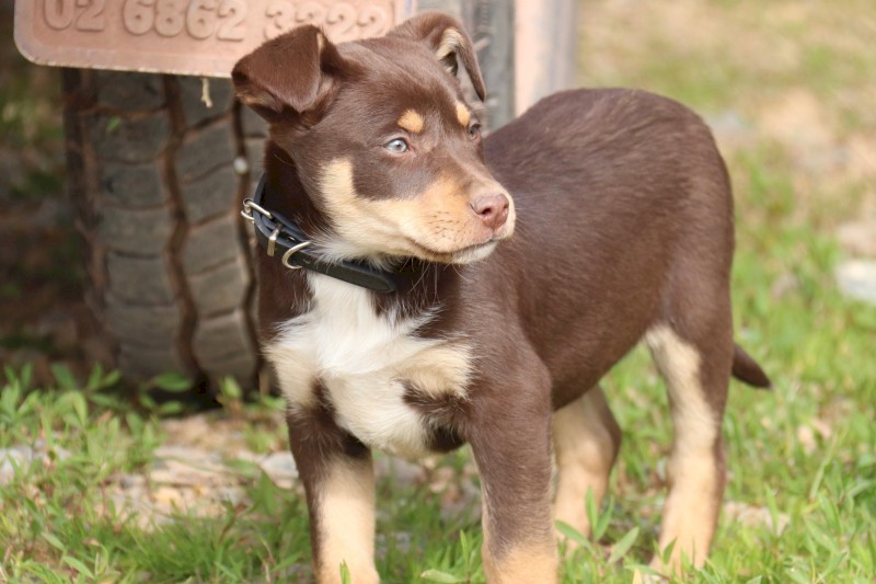 Kelpie Pups x 5
