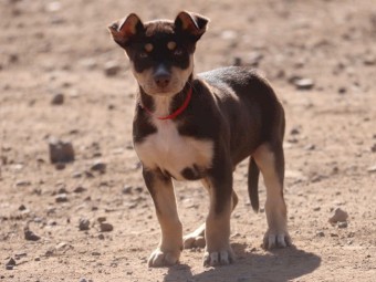 Kelpie Pups x 5