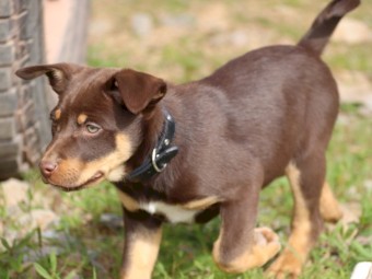 Kelpie Pups x 5