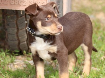 Kelpie Pups for sale