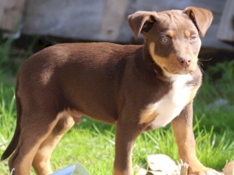 Kelpie Pups x 5