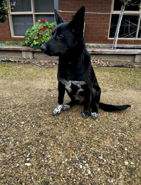 Kelpie Cross Blue Heeler Female Puppy