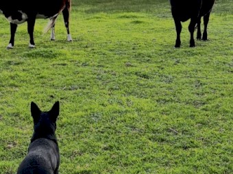 Kelpie Cross Blue Heeler Female Puppy