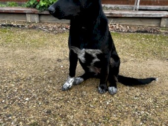 Kelpie Cross Blue Heeler Female Puppy
