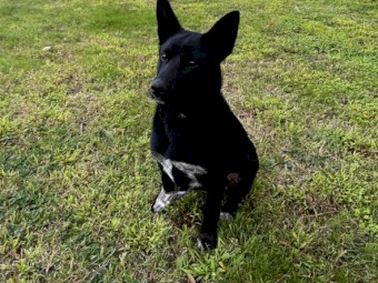 Kelpie Cross Blue Heeler Female Puppy