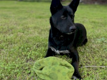 Kelpie Cross Blue Heeler Female Puppy