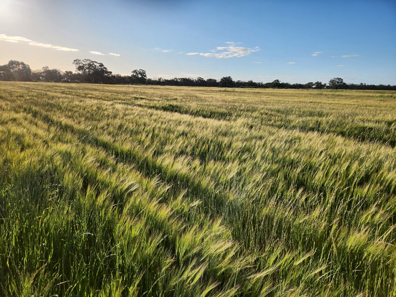 Barley Rye Hay
