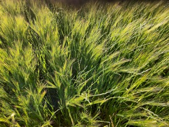Barley Rye Hay