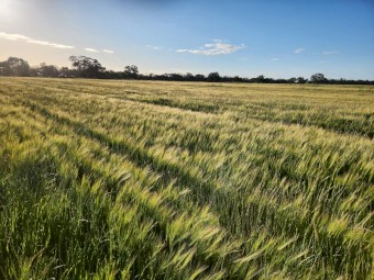 Barley Rye Hay
