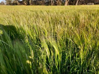 Barley Rye Hay