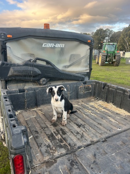 Border Collie