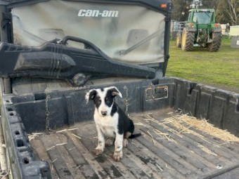 Border Collie