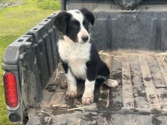 Border Collie