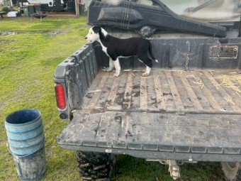 Border Collie
