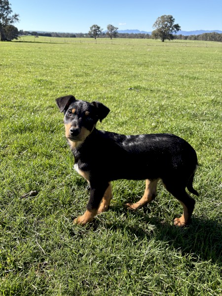 Stud Kelpie Male Pup