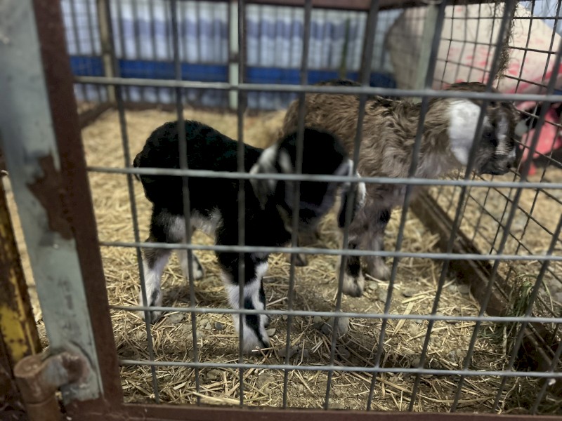 Poddy Goats x 2