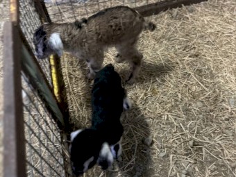 Poddy Goats x 2