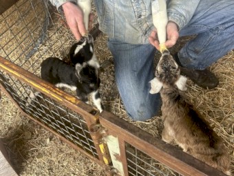 Poddy Goats x 2