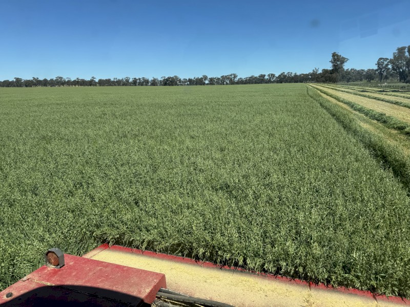 250mt Oaten Hay 500-550kg 8x4x3 Bales