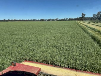 250mt Oaten Hay 500-550kg 8x4x3 Bales