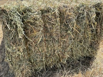 250mt Oaten Hay 500-550kg 8x4x3 Bales