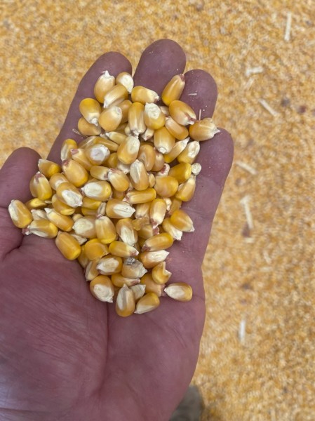 50mt Prime Maize