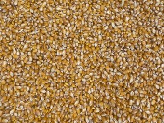 50mt Prime Maize