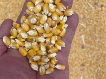 50mt Prime Maize