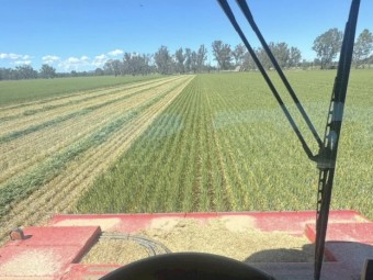 WHEATEN HAY BIG SQUARES